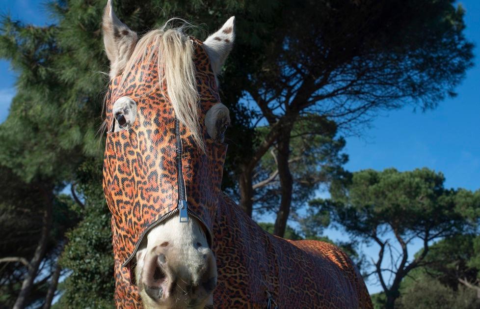 Se gli animali cambiano pelle fra ironia e spunti di riflessione 