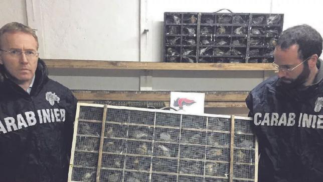 Arresti e denunce per un traffico illegale di uccelli da richiamo: anziano ai domiciliari 