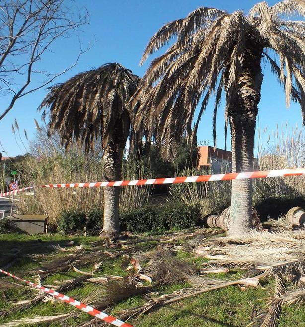 È iniziato ieri l’abbattimento delle palme malate a Salivoli 