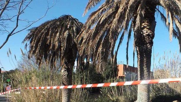 È iniziato ieri l’abbattimento delle palme malate a Salivoli