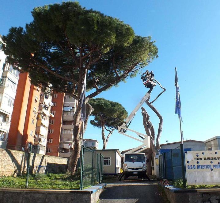 Rimossi dal Comune tre pini pericolosi Ora ne resta un quarto