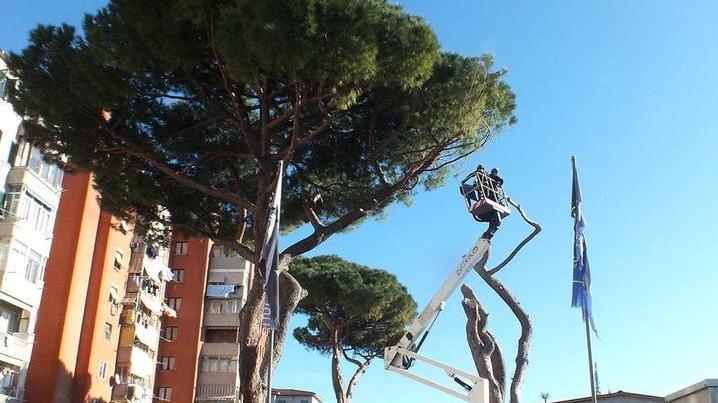 Rimossi dal Comune tre pini pericolosi Ora ne resta un quarto