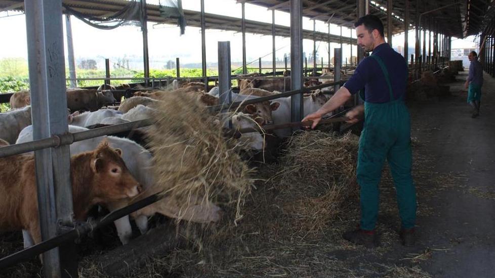 “Carne Toscana” ora è un marchio col cuore (e i bovini) in Valdera 