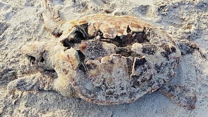 Tartaruga spiaggiata trovata al Lido 