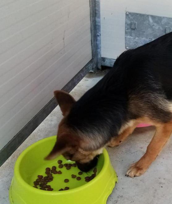 Trovati 4 cani abbandonati al Limoncino e via Donnini