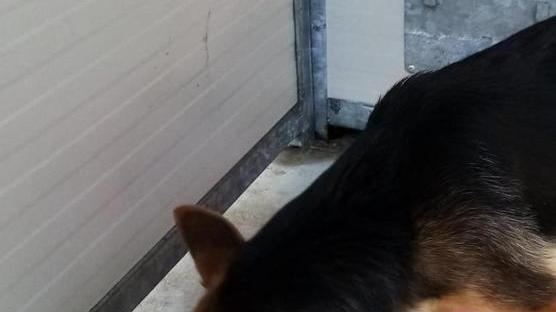 Trovati 4 cani abbandonati al Limoncino e via Donnini