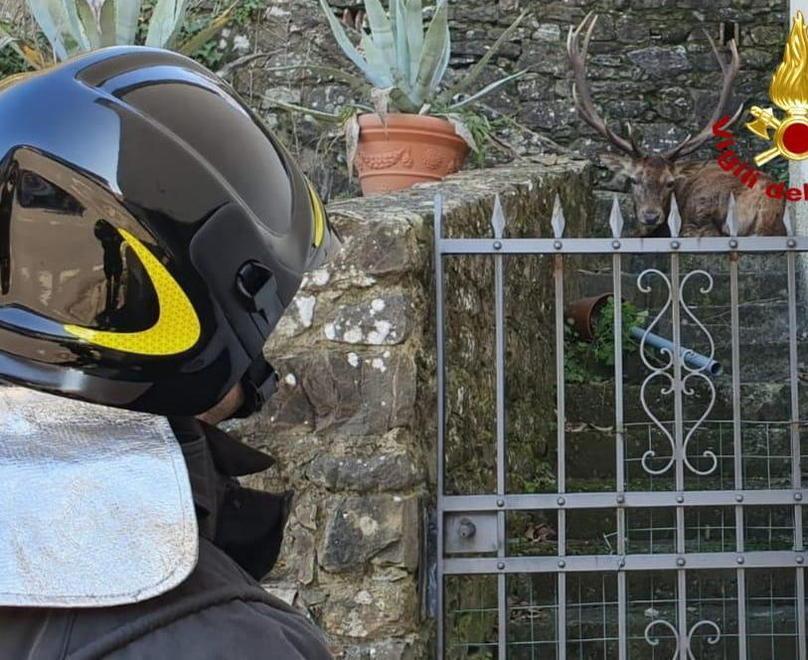 Cervo imprigionato in un giardino
