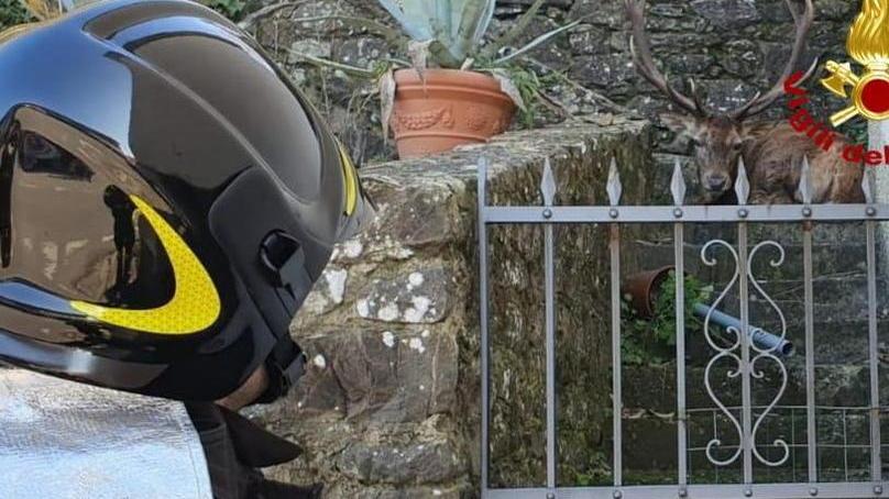 Cervo imprigionato in un giardino