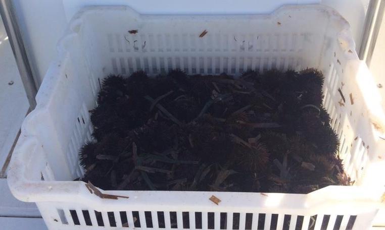 Alghero, pescatori abusivi di ricci scoperti dai post sui social 
