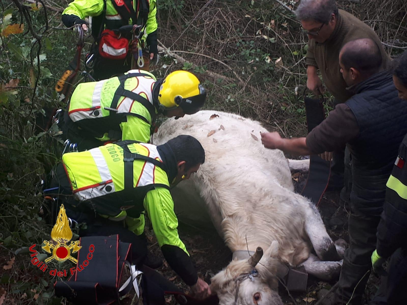 Salvata una vacca caduta in un dirupo a Bonorva