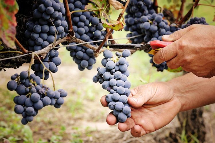 Vendemmia 2019, sarà un'annata di qualità nel modenese