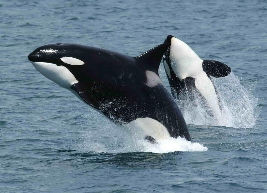 «Orche nel mare dell’Elba? Forse non sono così rare» 