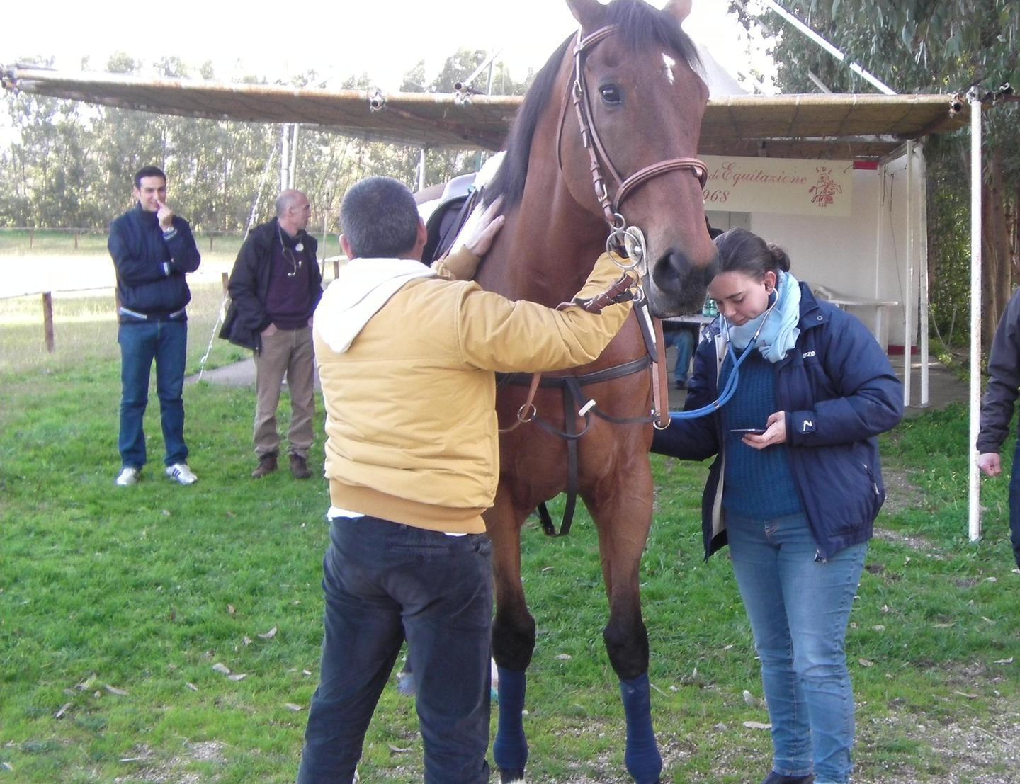 Sartiglia, visite ai cavalli 