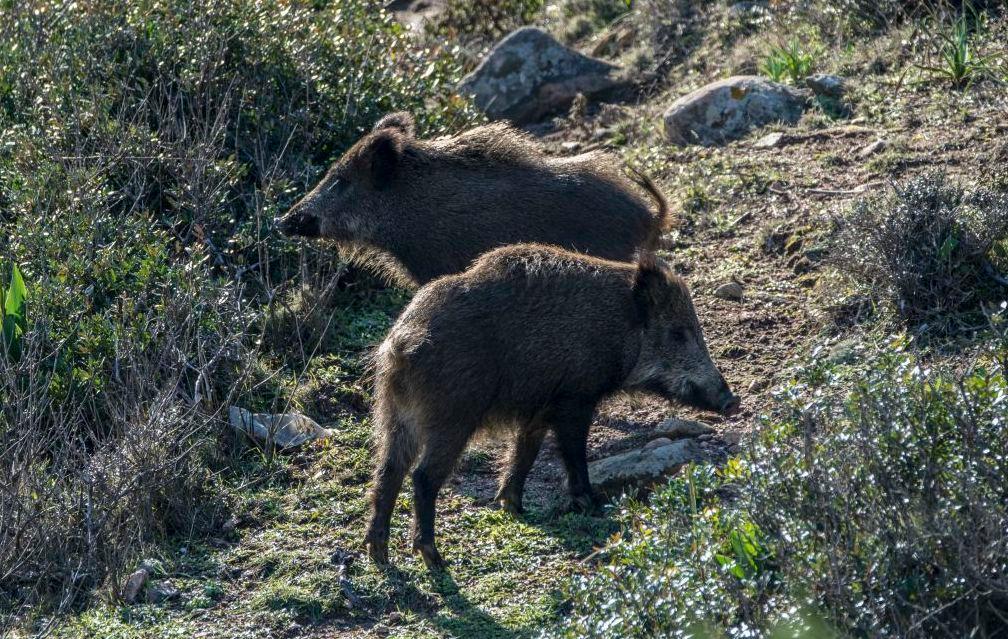 Cinghiale con la trichinella, è di nuovo allarme 