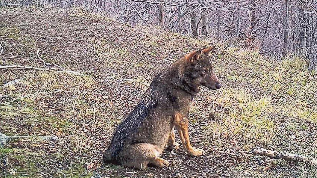 Stazzema, ora il lupo scende nei centri abitati: «Mai visti così vicini» - Video 