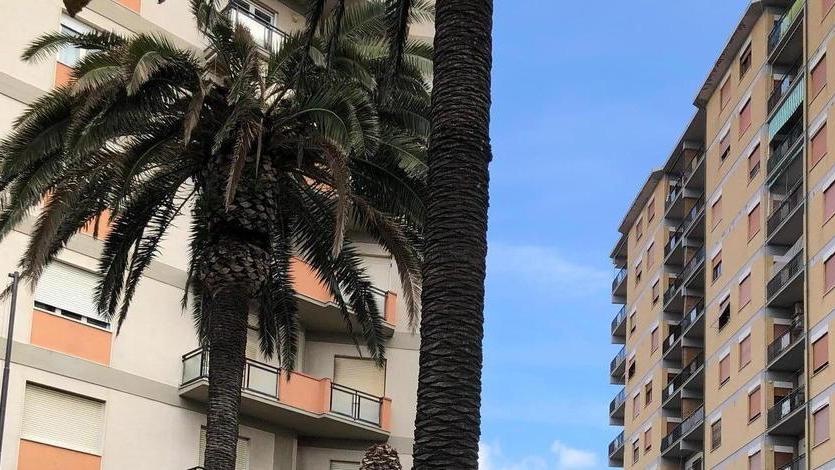 Punteruolo killer Trovata la ditta “salva palme”
