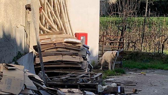 Rifiuti abbandonati all’esterno di un magazzino con un cane che vigila