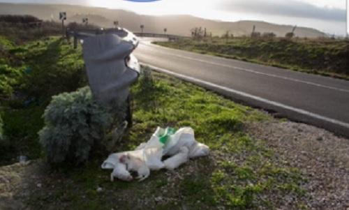 I cuccioli abbandonati come rifiuti
