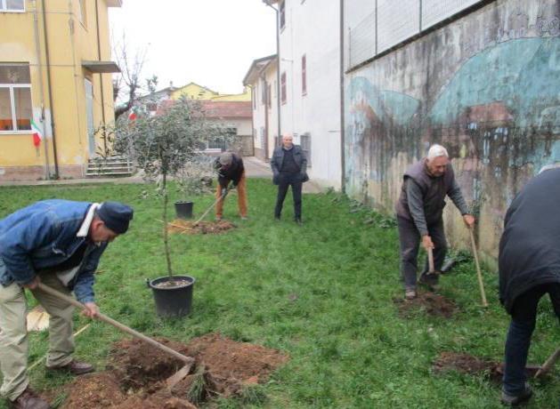 Piantati olivi e olivelle per la Festa degli Alberi
