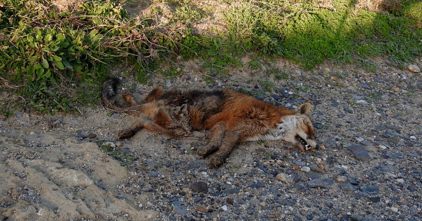 L’istmo non è terra per volpi