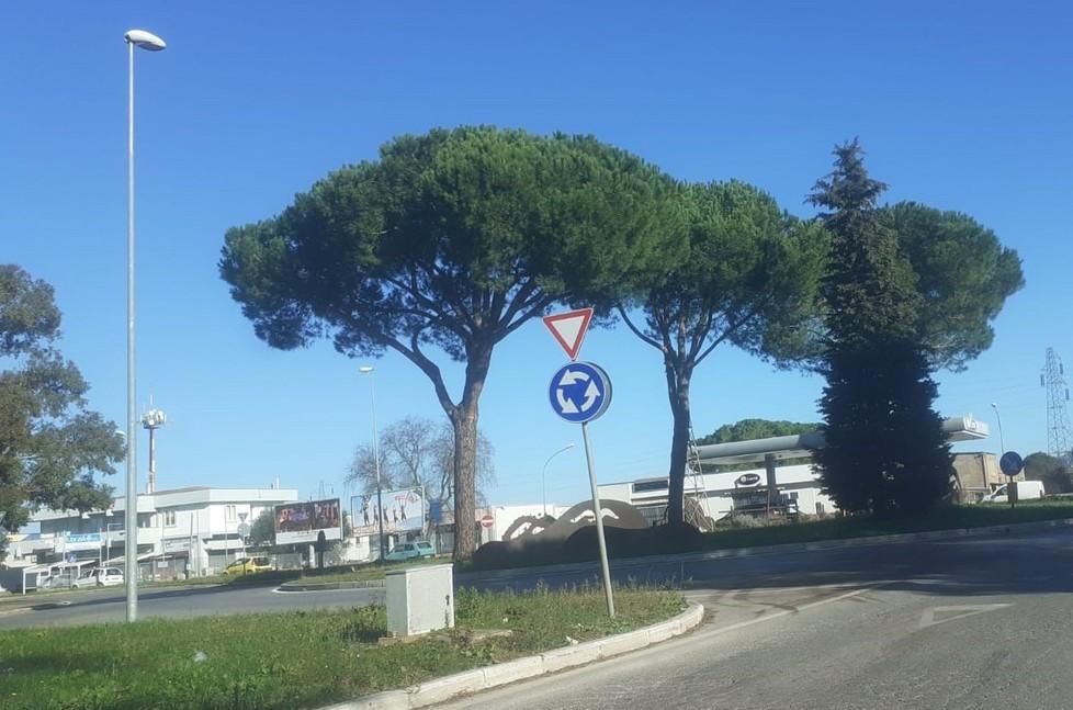 I pini del rondò tra via Aurelia Nord e viale Uranio