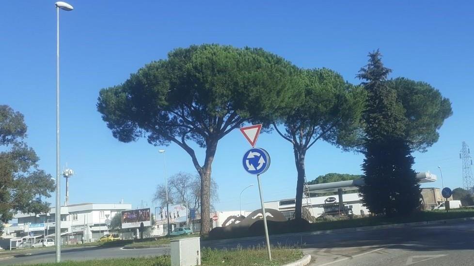 I pini del rondò tra via Aurelia Nord e viale Uranio