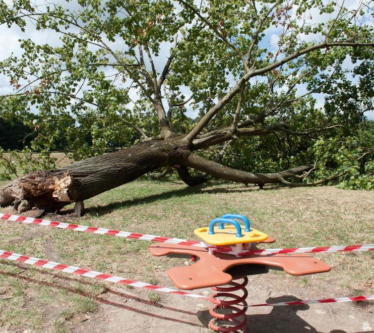 Mura e circonvallazione: un albero su cinque ha qualche problema 