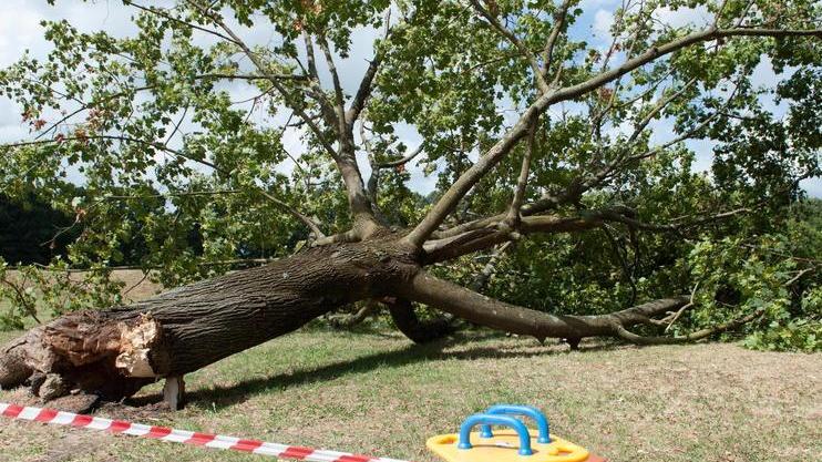 Mura e circonvallazione: un albero su cinque ha qualche problema