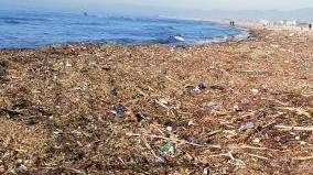 Sulla spiaggia un tappeto di lavarone