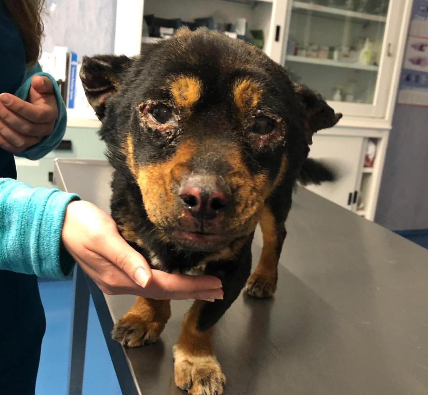 Animali maltrattati e uccisi primato degli orrori all’isola 