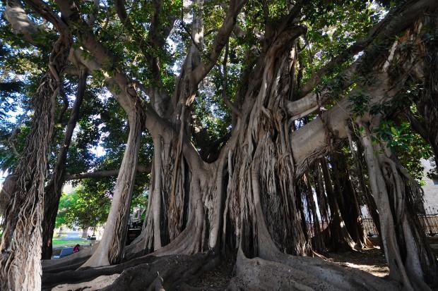 Un albero alla rovescia: è l’ordine che si modifica 