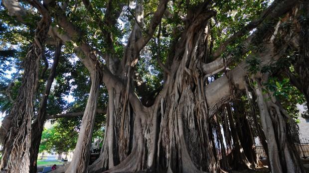 Un albero alla rovescia: è l’ordine che si modifica