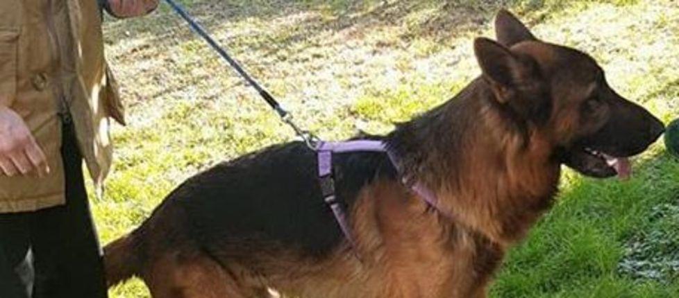 Carpi, il Canile riporta Balto alla vita e lo fa adottare da una famiglia 