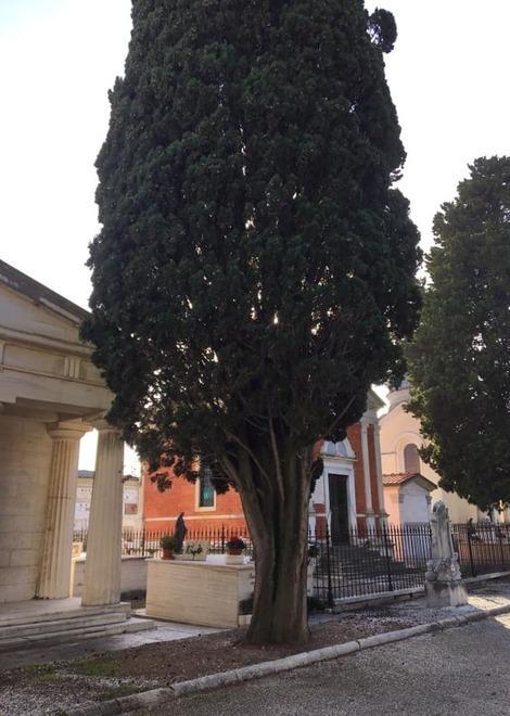 La protesta: «I cipressi al cimitero vanno tutelati»