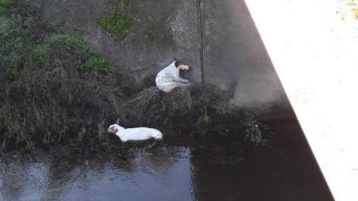 Due cani morti abbandonati in un canale d’irrigazione