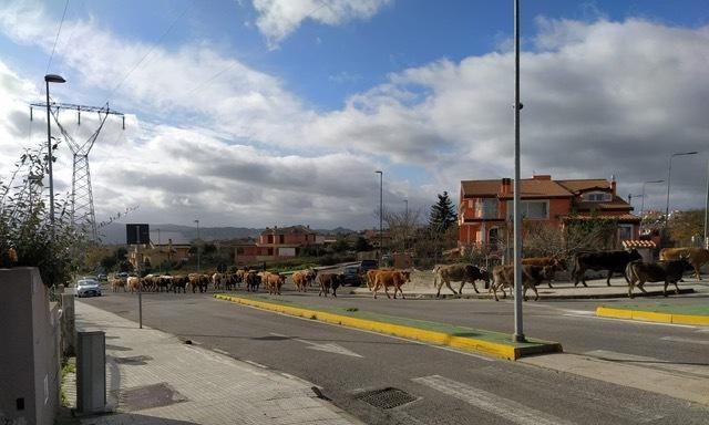 Una mandria di mucche a spasso 