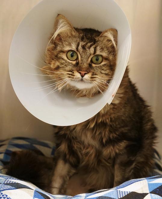 Il micio Tempesta assalito da un cane