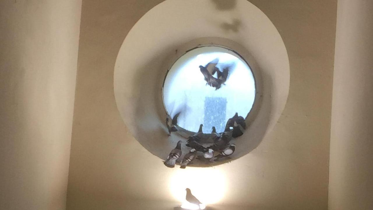 Il municipio invaso dai piccioni