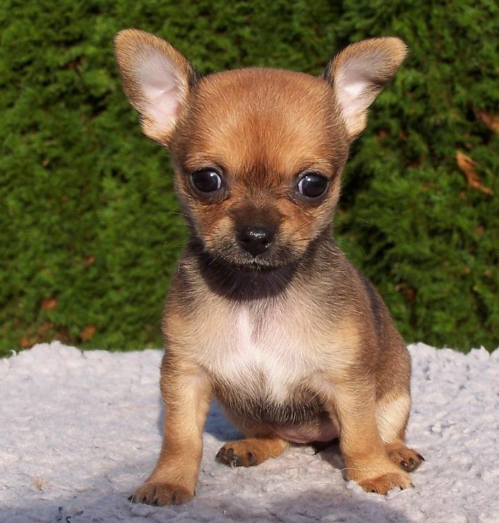 Il chihuahua abbaia il suo padrone lo uccide 