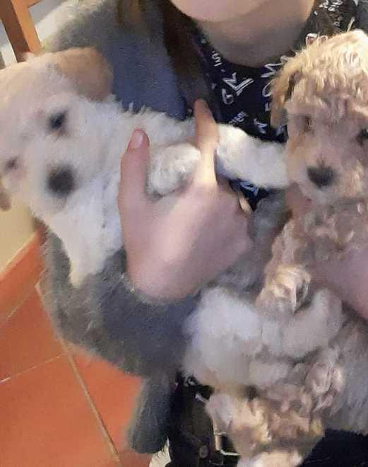 Assurdo furto in casa: i ladri portano via una coppia di barboncini 