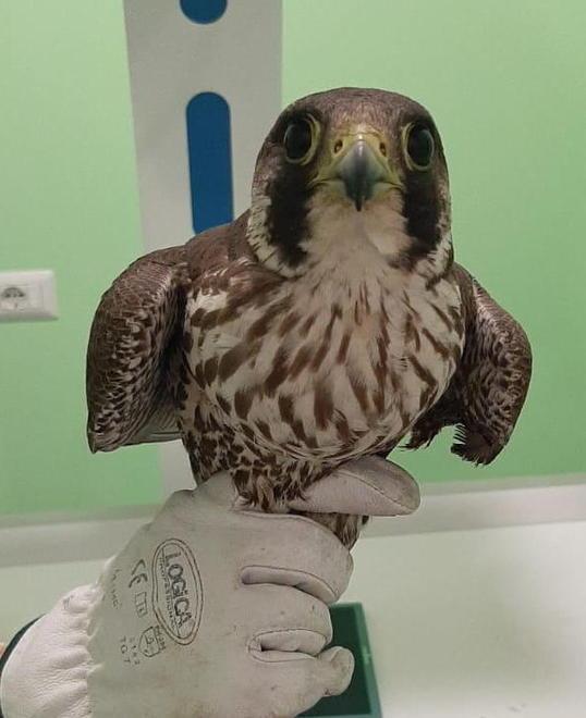 Soccorso un falco colpito da una fucilata