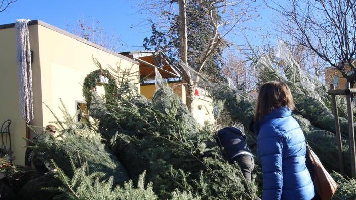 Gli alberi di Natale trapiantati nei boschi delle Cerbaie