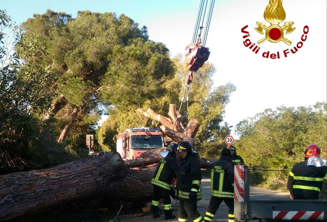 Grosso albero crolla sulla strada 