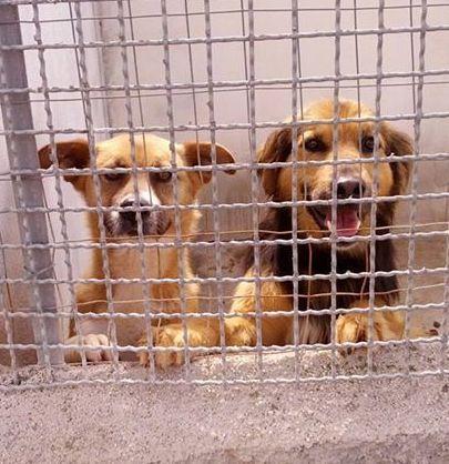 Badesi, tanti cani senza padrone: ecco cosa fare per adottarli 