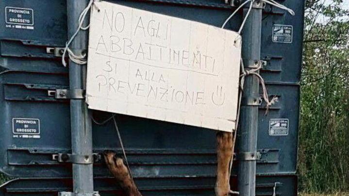 L'immagine dei cartelli che sovrastavano la carcassa del lupo scuoiato