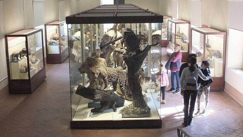 Piovono numeri da record dal rendiconto 2019 del Museo di Storia Naturale