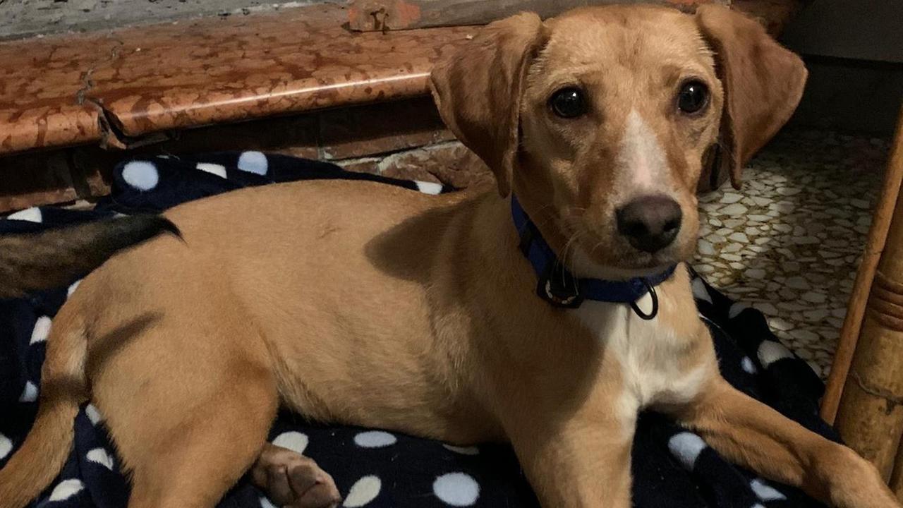 Cagnolina persa cerca padrone