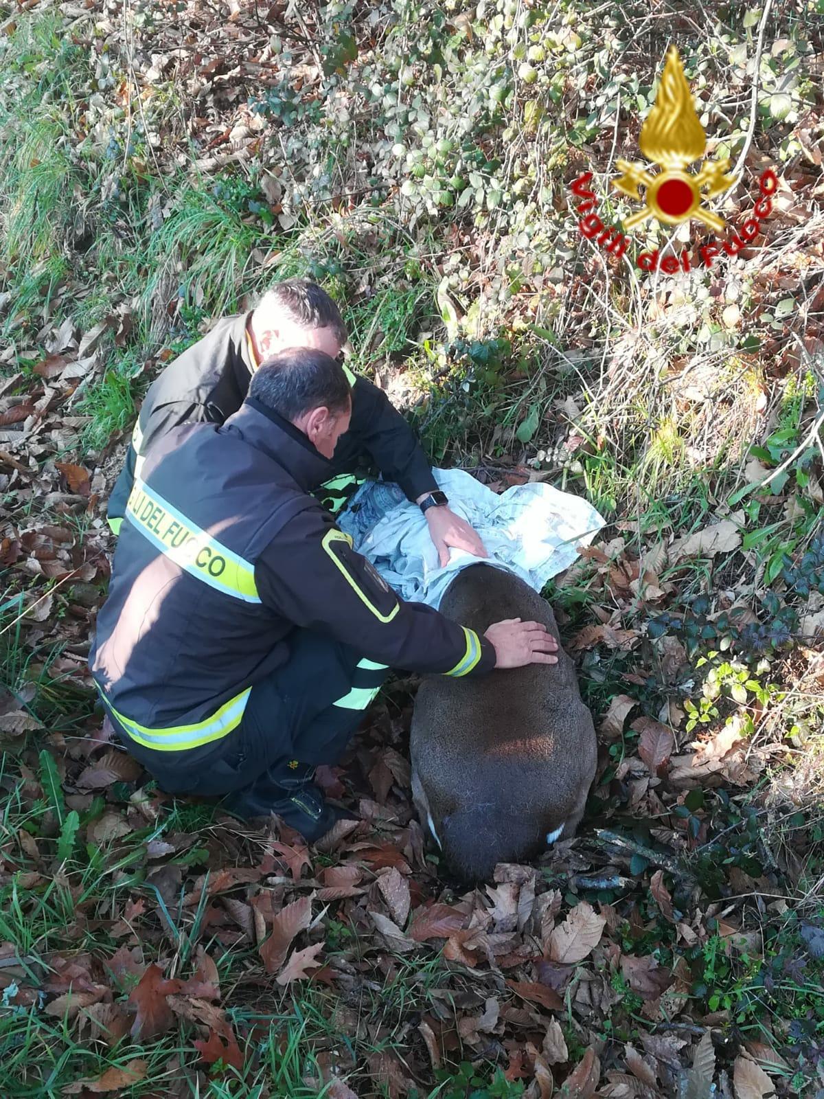 Il capriolo ferito sostenuto da due vigili del fuoco