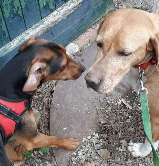 Alfio e Luna, una casa da trovare entro febbraio