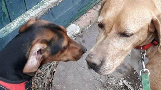 Alfio e Luna, una casa da trovare entro febbraio